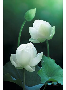 速发白荷花莲花画饰画荷叶自纸风景白莲花海报挂装油画布壁然贴画