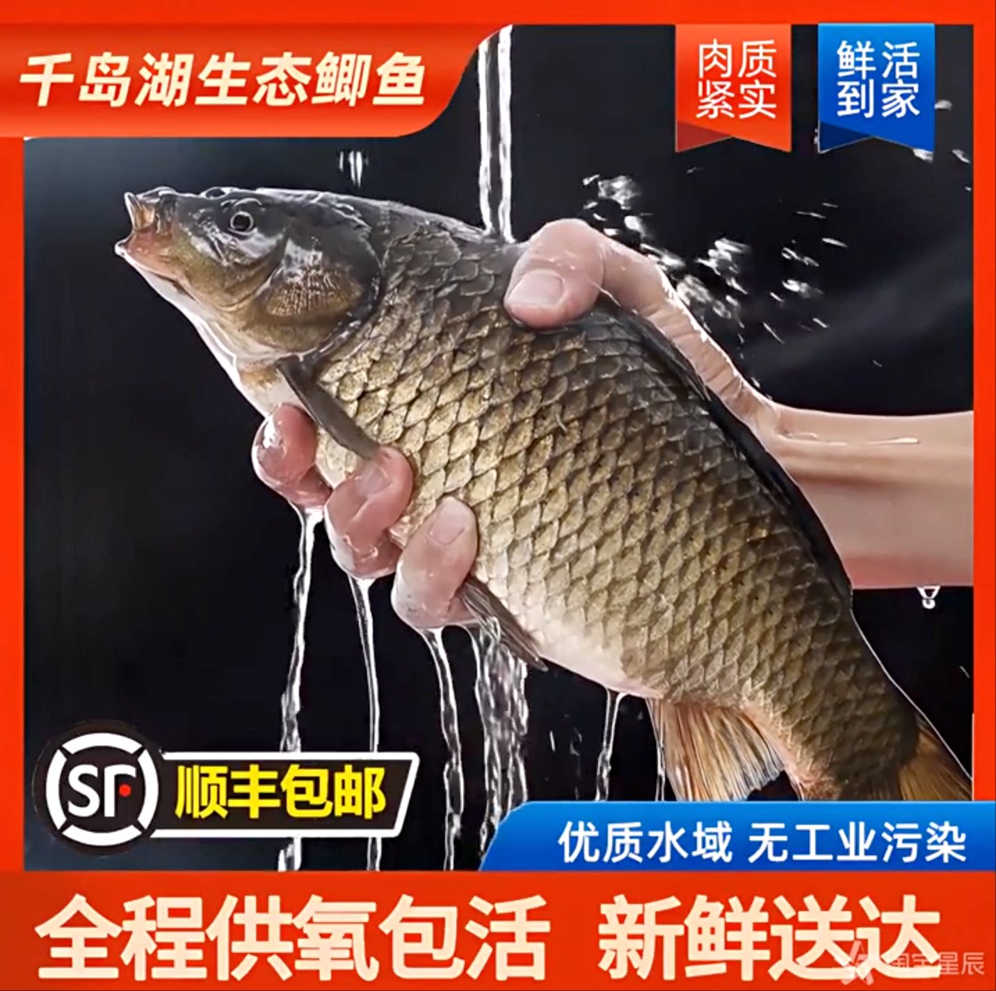 【大鲫鱼】千岛湖生态鲫鱼无泥腥淡水鱼类