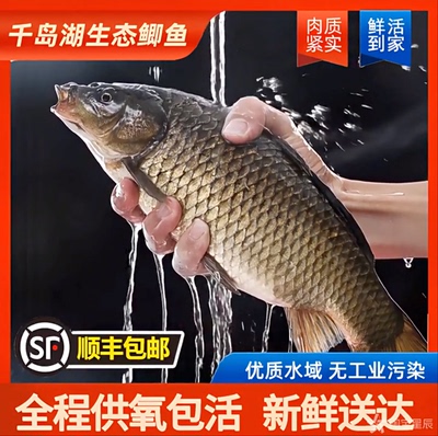 【大鲫鱼】千岛湖生态鲫鱼无泥腥味老人小孩孕妈妈顺丰送增氧泵Z