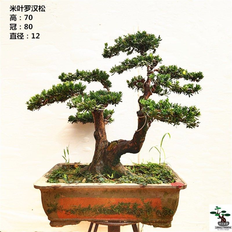 一物一拍米罗  小叶罗汉松 米叶 造型罗汉L松 雀舌罗汉松盆景 包