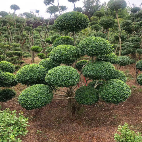 小叶女贞造型树大k型室外盆景桩球形园林景观绿化植物庭院别墅造