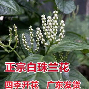 白珠兰花 d四季开花金粟兰阳台室内盆栽珠兰花 白珠兰 鱼子兰花苗