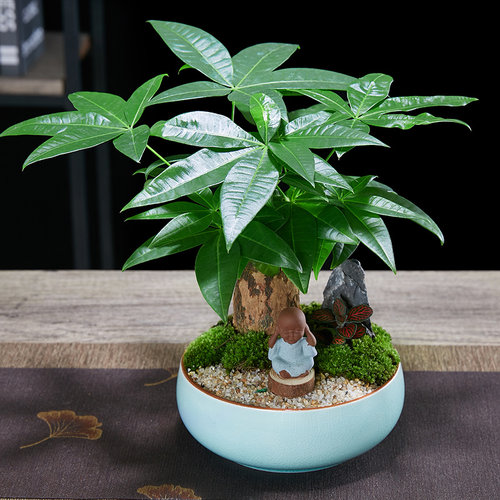 发财树盆栽植物室内四季绿t植好养易活客厅办公室花卉乔迁新居盆