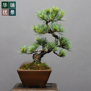 常青绿植净化X空气小品植 华瑞优景宫岛大阪松盆景小老桩盆栽四季