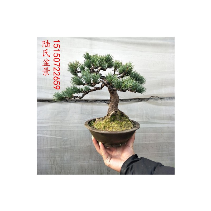 正宗五针松小苗 五针松素材苗y 大板松苗 五针松盆景造型树桩包邮