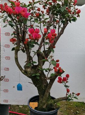 勒杜鹃--同安红小桩头三角梅四季开花本店满4Y8元自动包邮