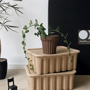 植物私生活 马达加n斯加碧雷鼓小众奇趣圆叶多肉耐旱爬藤植物盆栽