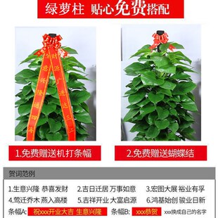 绿萝柱盆栽客厅办公室大型绿植室内除甲醛净P化空气植物长沙同城