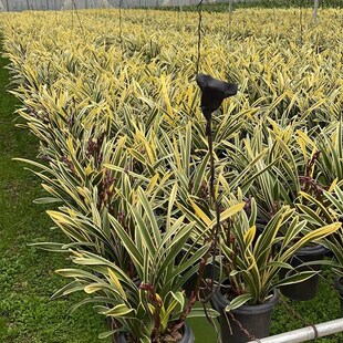 金边大花蕙兰带花年宵花卉室v内鲜花盆栽高档盆栽兰花红袍美观客