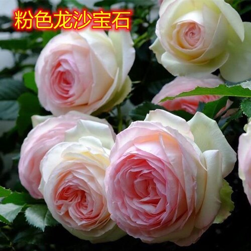 粉色龙沙宝石月i季花苗藤本爬藤蔷薇花苗庭院植物粉龙盆栽月季花