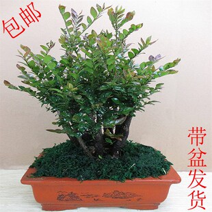 常青吸甲 带陶瓷盆小叶紫檀盆景木树桩室内桌面花I卉盆栽植物四季