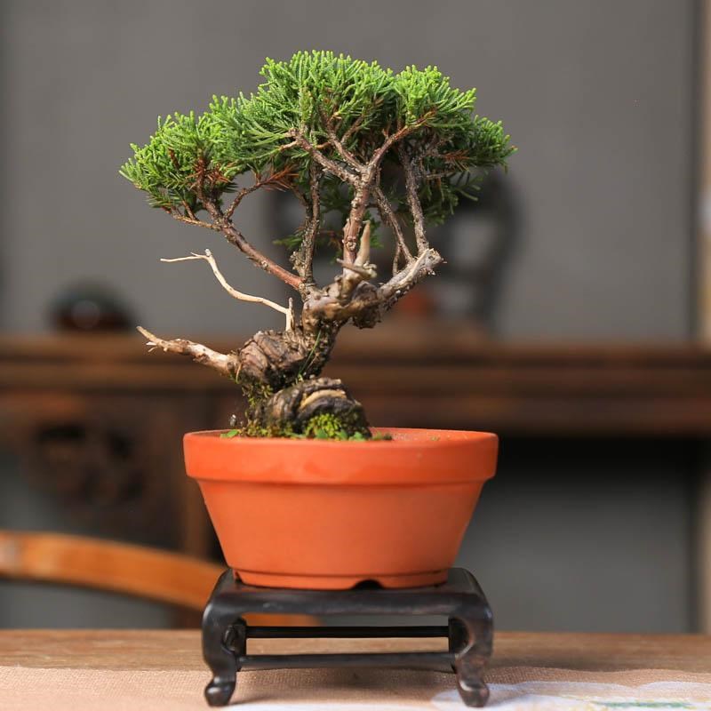 济州真柏微盆景老桩造型一物一拍四季常青N好养中式室内盆栽小品