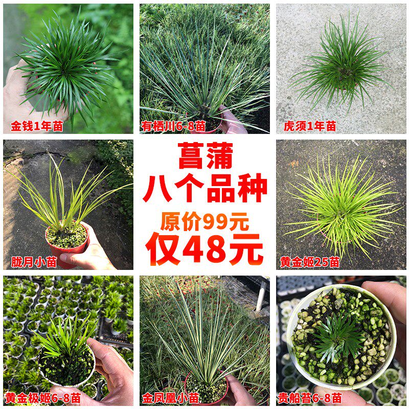 【八个品种】微型盆景金钱菖蒲虎须水培随手香水陆U缸盆栽绿植兰