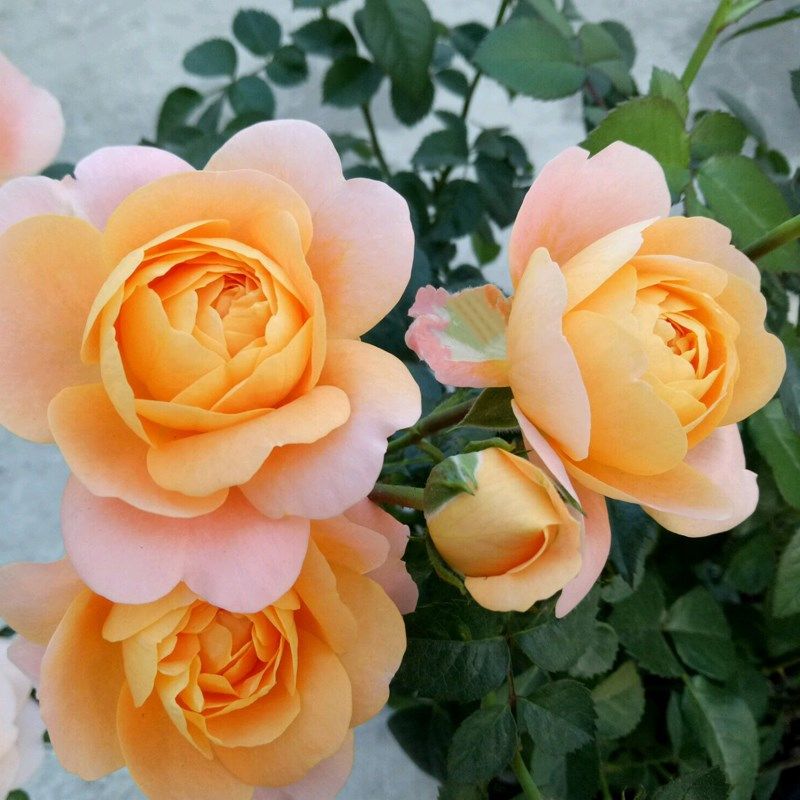 果汁阳台月季花苗四季浓香v欧月灌木大花阳台盆栽庭院地栽切花玫,鲜花速递/花卉仿真/绿植园艺,月季/蔷薇/玫瑰,淘宝优惠券,粉丝福利购,淘宝优惠卷