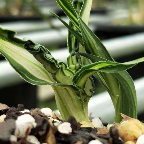 蕙兰花矮种奇异水k晶龙奇花奇叶龙纹绿植盆栽阳台客厅书房庭院精