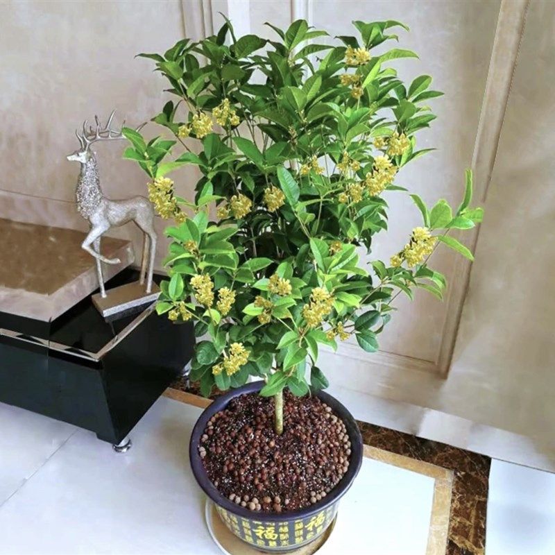 四季桂花盆栽秋冬季开花花香浓A郁室内花卉绿植月月桂好养易活植,鲜花速递/花卉仿真/绿植园艺,绿植,淘宝优惠券,粉丝福利购,淘宝优惠卷