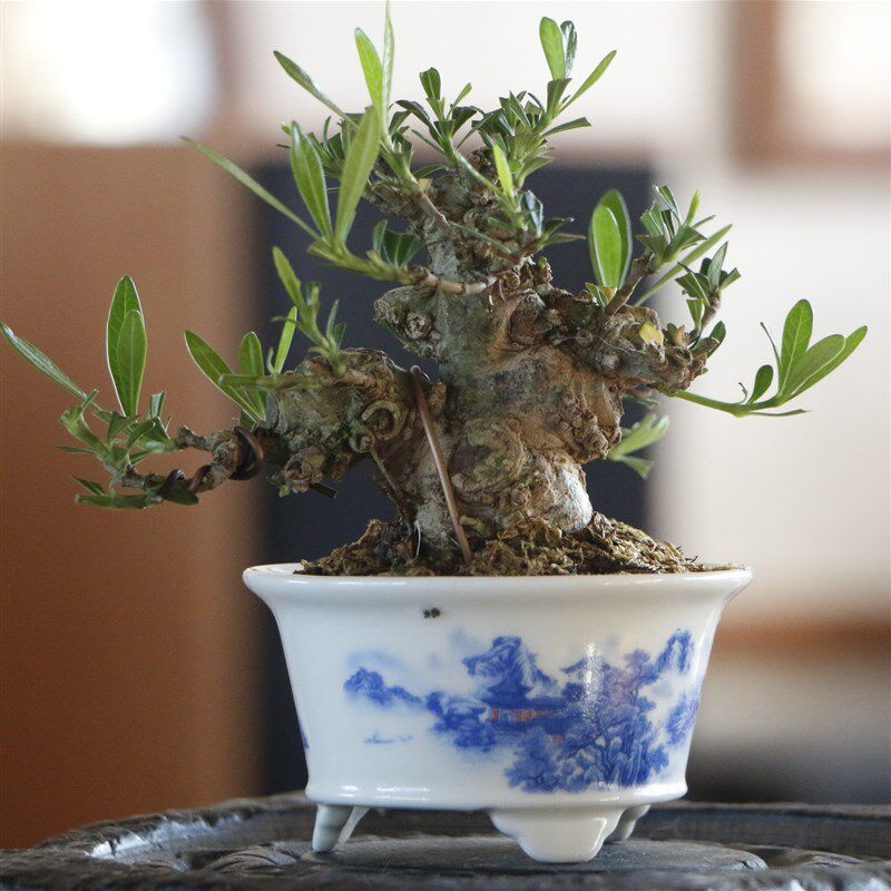 海星栀子花老桩掌上微盆景喜黛玉A矮霸栀子花一寸法师茶台盆景盆