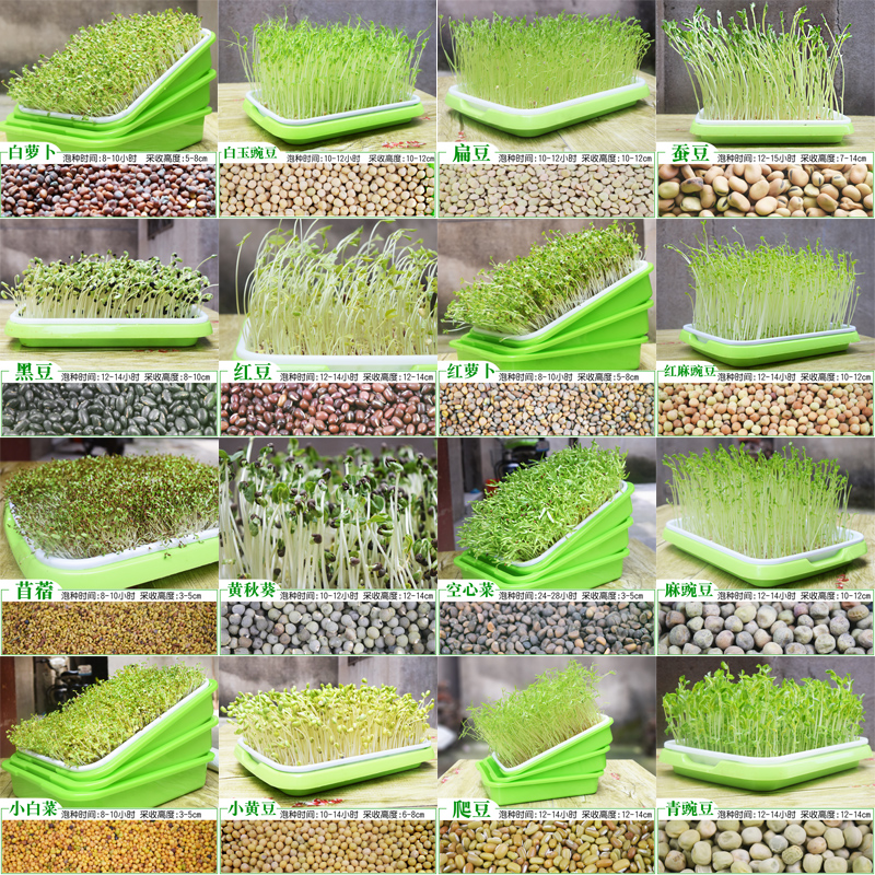 芽苗菜育苗盘豆芽菜种植盘托盘绿豆苗小麦K苗种子无土栽培水培蔬