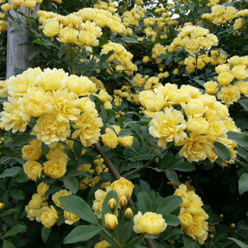 黄木香庭院阳台m爬藤植物浓香藤本花卉可做拱门,鲜花速递/花卉仿真/绿植园艺,时令草本花卉,淘宝优惠券,粉丝福利购,淘宝优惠卷