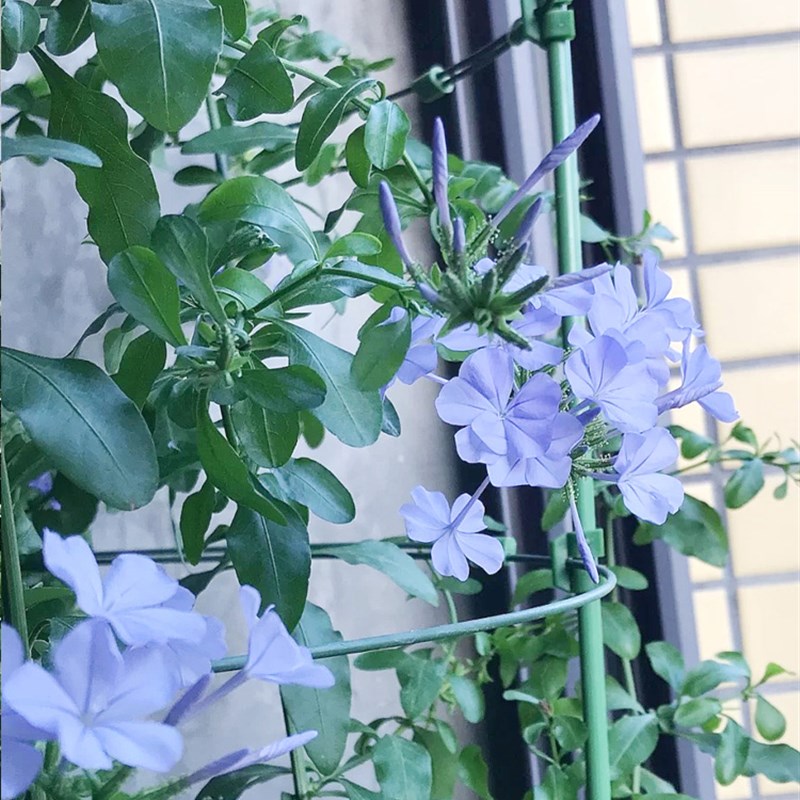 山乌龟爬藤架绿萝植物支架蓝雪花蔷薇风车茉莉爬架阳台花架支撑杆