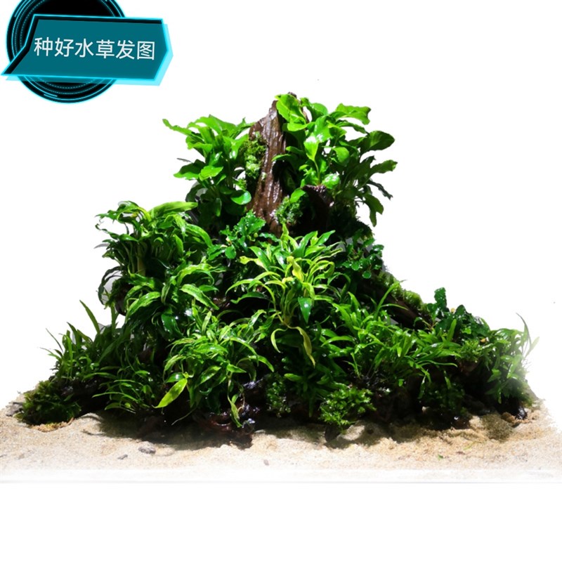 生命之树 沉木树桩骨架 阴性水草 鱼缸造景 懒人景一体拼接骨架