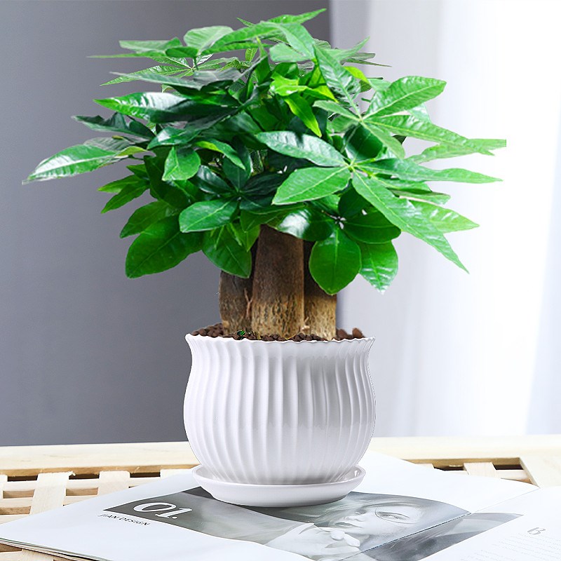 发财树盆栽植物室内办公室好养绿植水培小盆栽客厅大盆景四季常青