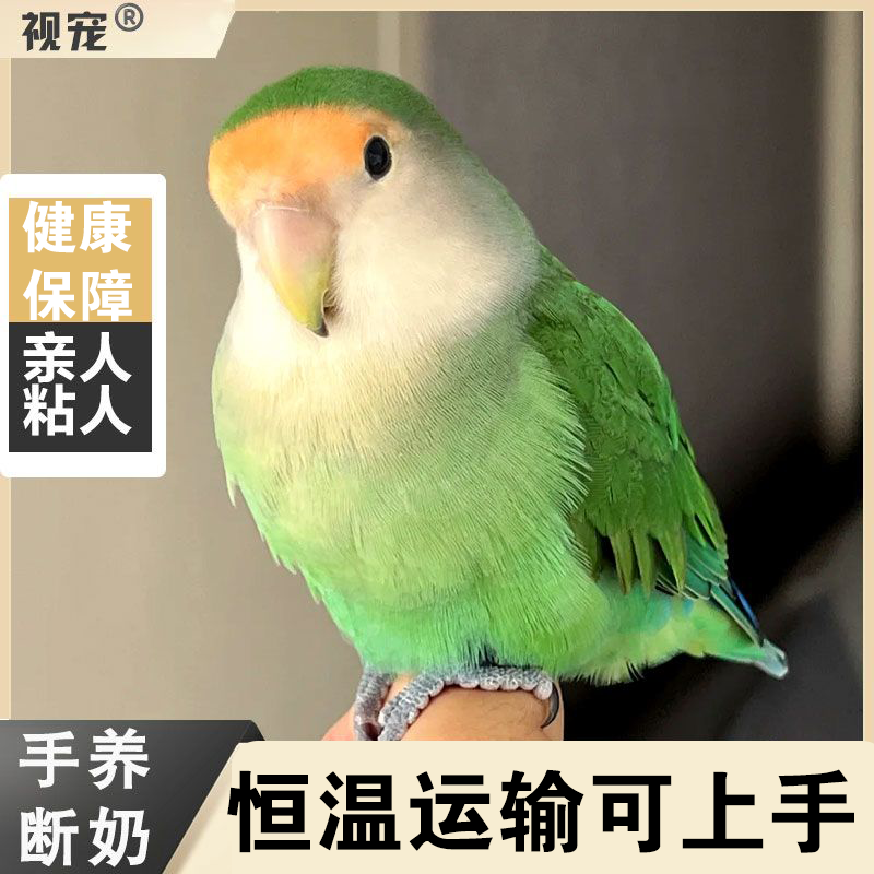 牡丹鹦鹉活鸟黄桃绿桃蓝银紫罗兰蓝腰会说话手养宠物鸟公母可繁殖