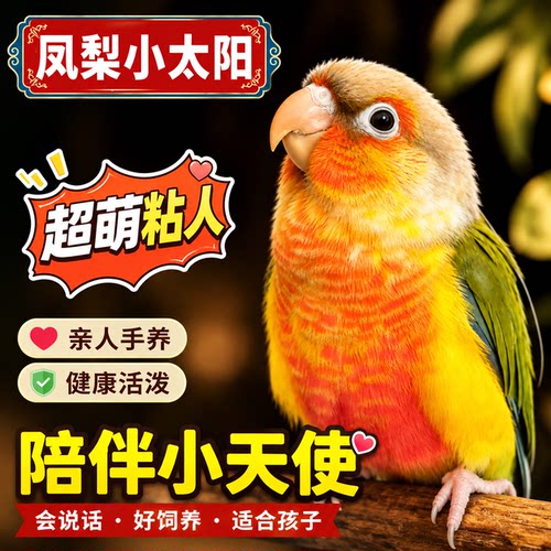 手养小太阳鹦鹉活体带标会说话