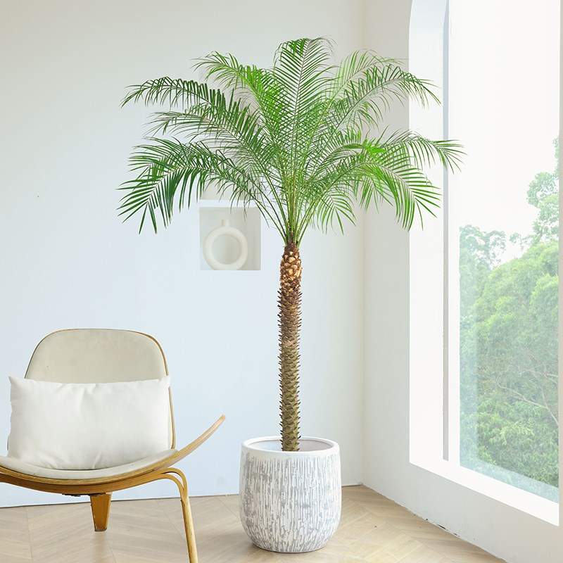 针葵盆栽椰子树h室内大型客厅绿植刺葵棕榈树室外阳台热带植物庭