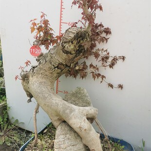 小叶红芽三角枫熟桩盆景红枫老桩树桩荆楚鸭O掌树冬季耐寒实物带