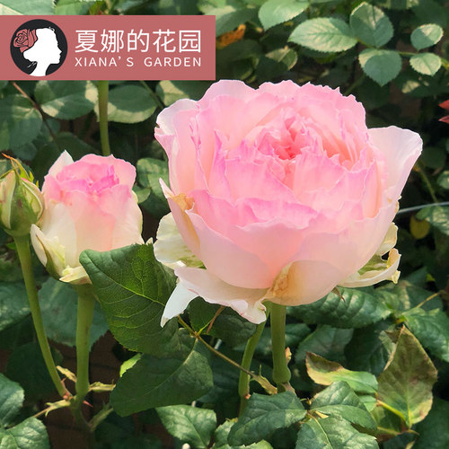 佩尔朱克月季花苗大花浓香抗病粉B色小仙女阳台盆栽灌木四季开花
