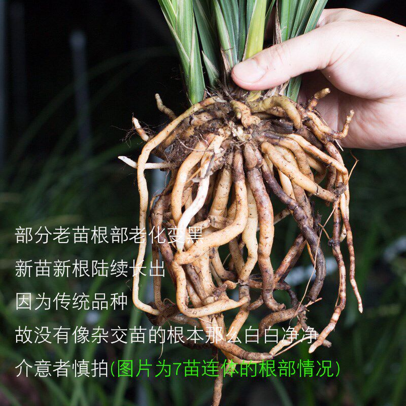 黄金日向兰c花盆栽植物名贵兰草金边墨兰浓香型兰花苗带花苞花卉