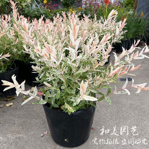 彩叶杞柳大盆f 庭院阳台彩色观叶花镜植物 美观多年生灌木 包邮