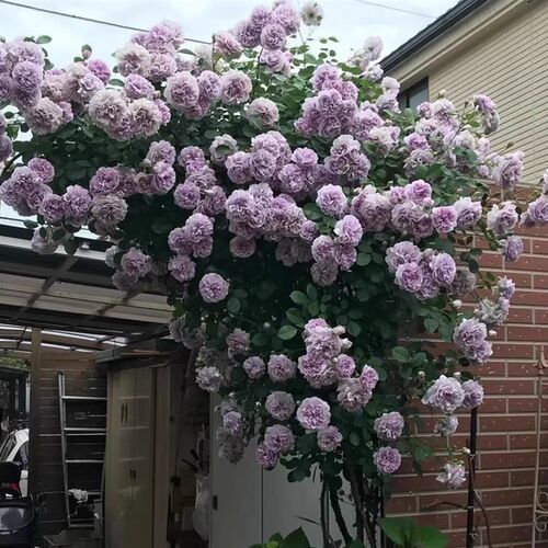 藤本月季大苗龙沙o宝石蔷薇爬藤植物别墅庭院拱门特大苗