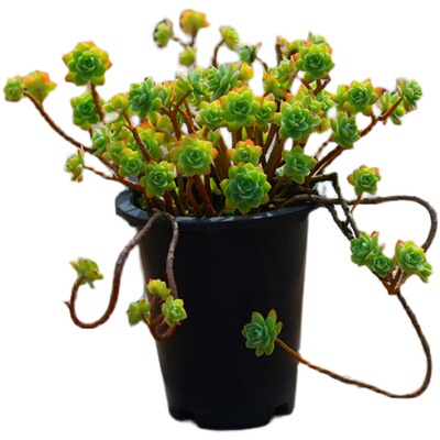 多肉植物薄化妆造型老桩大颗多株苗 带盆栽好T好养状态佳推荐款