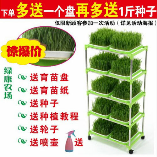 育苗盘芽苗菜种植盘豆芽菜豆苗y种植盆纸上种菜小麦草种子托盘塑