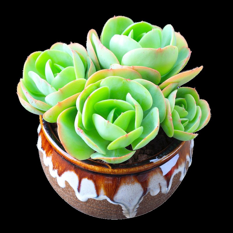 鸡蛋碧桃丸叶碧桃多肉植物盆栽多肉绿植花卉含盆种好发货云南直发