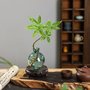 发财树室内小盆栽绿植花卉水培植物绿萝文竹四季 好养活办公室桌面