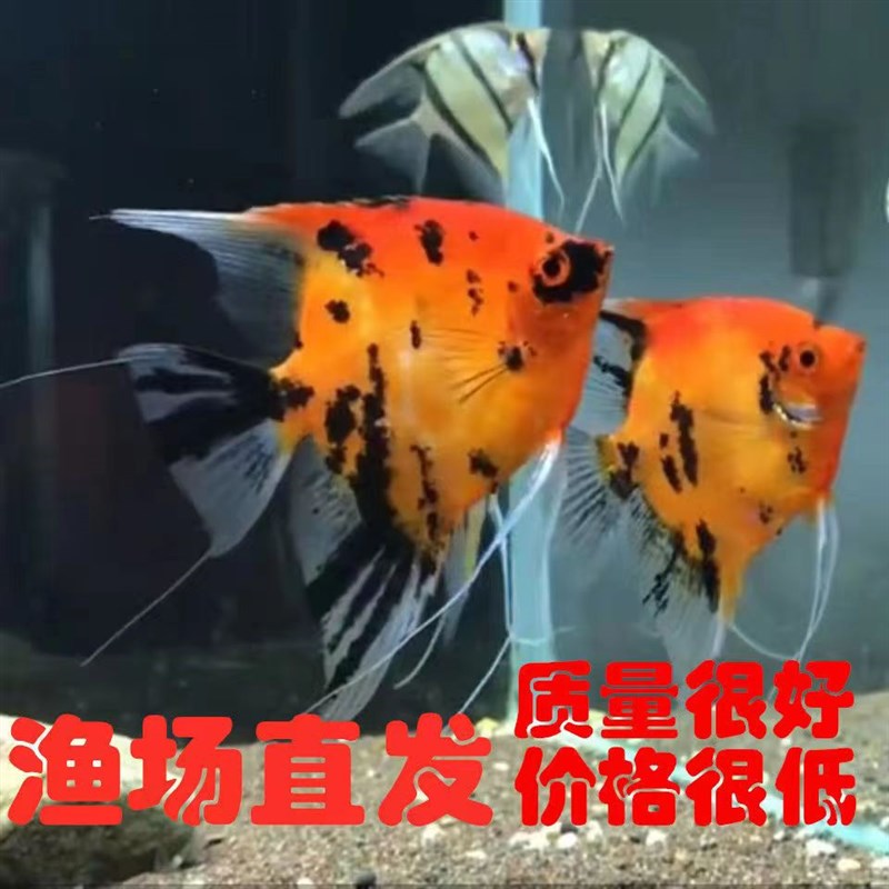 大红袍神仙鱼红魔鬼黑花燕鱼观赏鱼热带鱼包损七彩燕鱼好养鱼