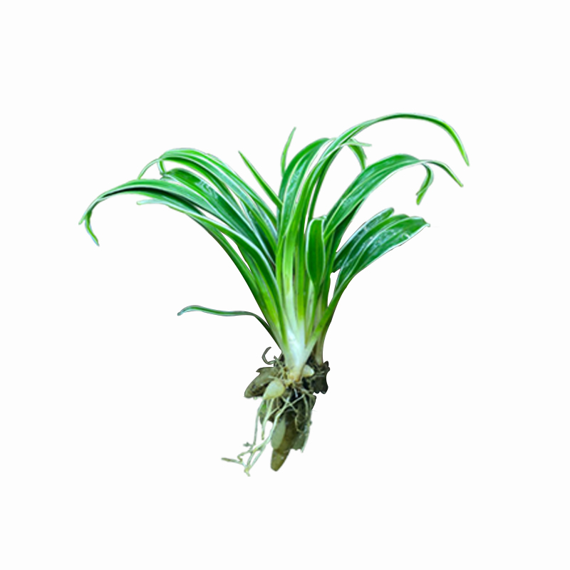 迷你水兰水草苦草椒草原生溪流鱼缸造景套餐懒人阴性水下淡水植物