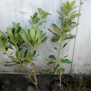 庭院绿化苗木 海桐树苗 四季常青篱笆苗 庭院海桐苗绿化植物绿植