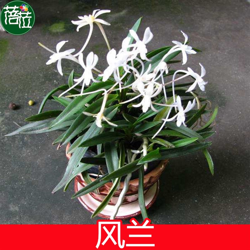 风兰  富贵兰 似栀子花香 附生兰花 矮种兰M花 洋兰香味浓味香包