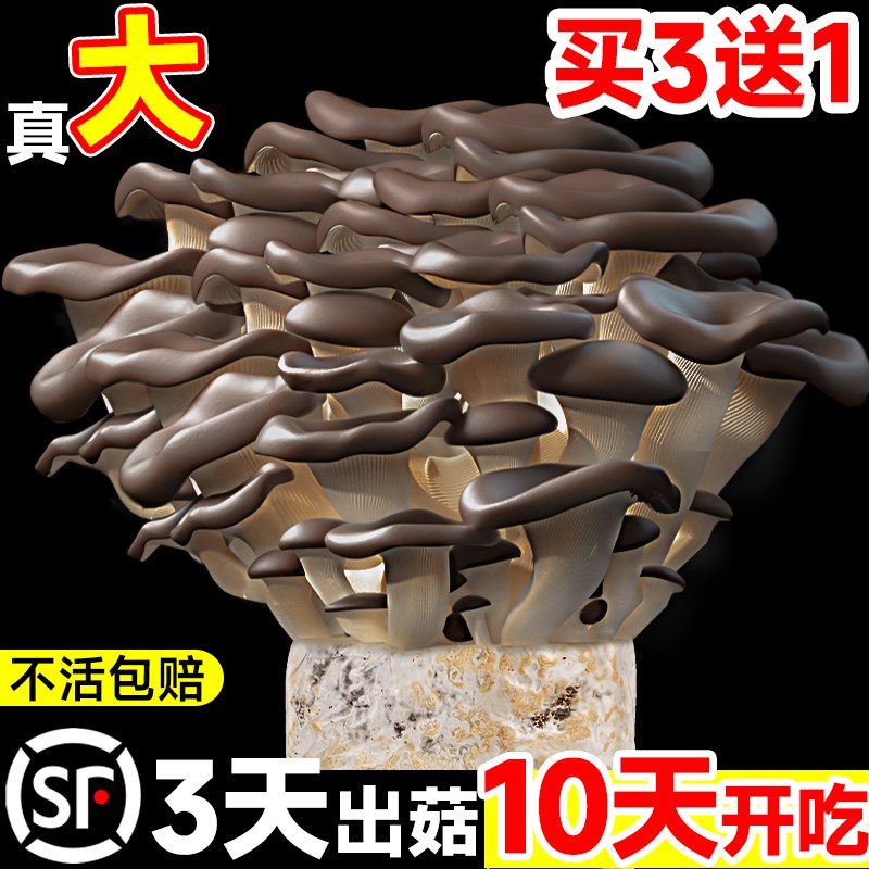 蘑菇种植包新鲜菌种菌菇黑平菇z种植菌包食用菌菇棒家庭自种小盆