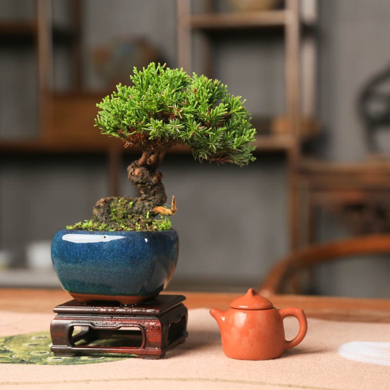 小品济州真柏微型盆景老桩t一物一拍精品中式盆栽柏树带神枝舍利