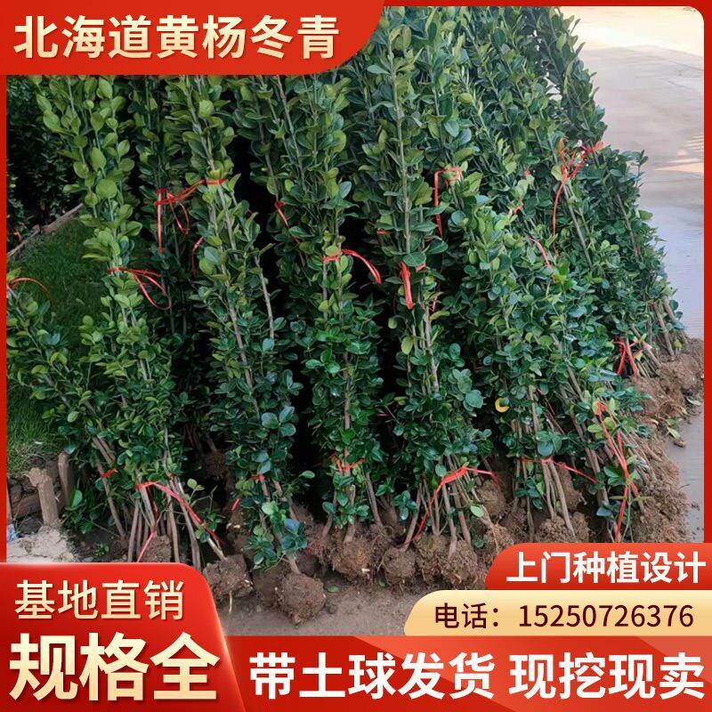 现货速发围墙篱笆植物大叶北海道黄杨苗冬青四季常青耐寒庭院绿篱