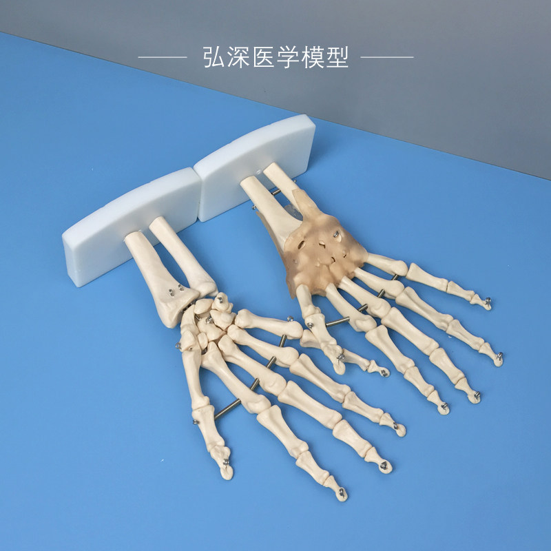 现货速发人体关节模型骨骼手肘腕脚踝骨肩膝髋骨科附韧带肌肉医学