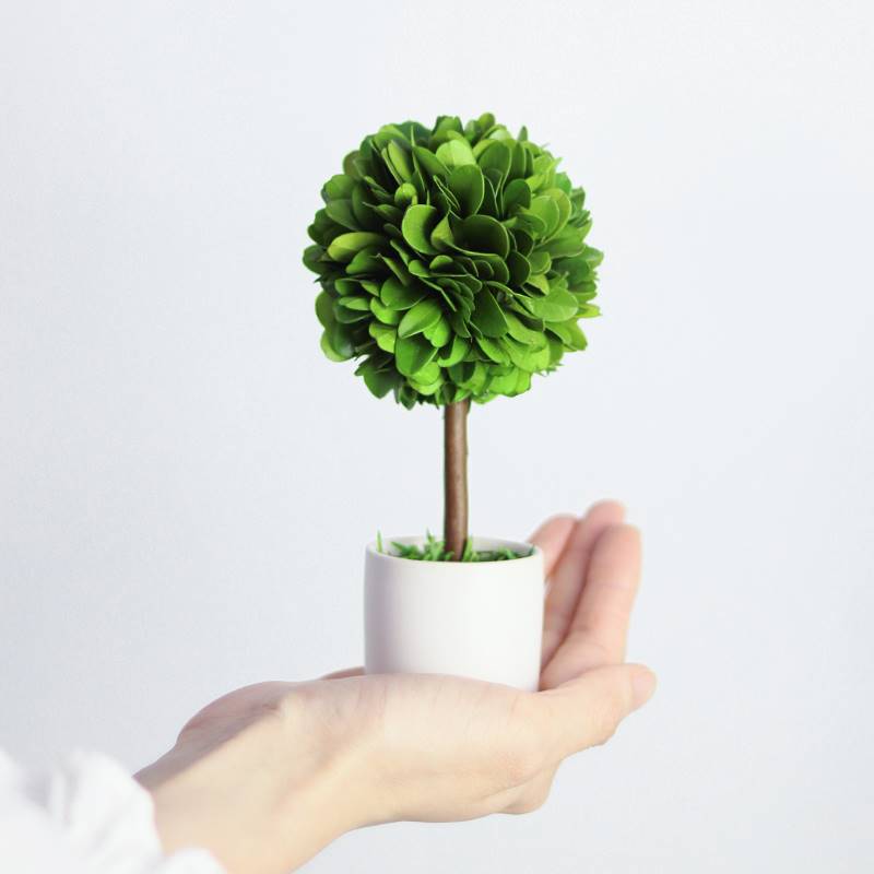 速发小绿厅装饰摆饰办公室内植物花卉好养客面迷你盆景桌植小盆栽