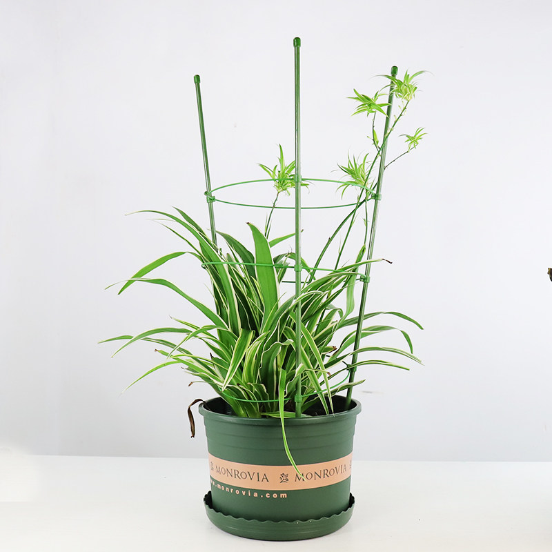 速发爬藤架子花内架月季花架植物盆线支花卉支撑杆园艺铁室莲牵牛