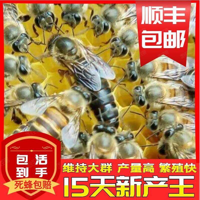 速发蜜蜂蜂群精选中蜂蜂王高产蜂王种王仓王包活到手开产王中蜂群