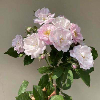 速发粉花蔷薇开苗老品种无刺十姐妹蔷薇淡粉色七姐妹爬藤植物团花,鲜花速递/花卉仿真/绿植园艺,月季/蔷薇/玫瑰,淘宝优惠券,粉丝福利购,淘宝优惠卷